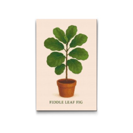 Gyemantszemes_kirako_Lantlevelu_fikusz_M2