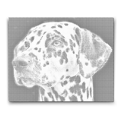 PontPottyozo_Dalmata_M2