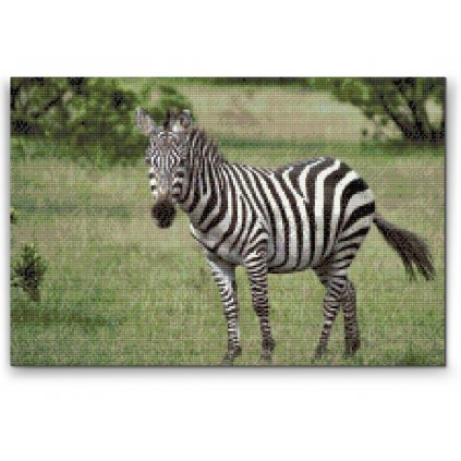 Gyémántszemes festmény – Zebra a vadonban