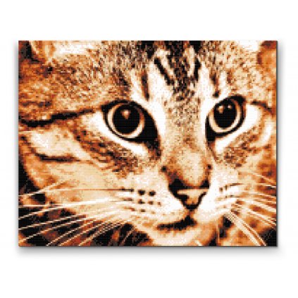 Gyémántszemes festmény – Tigris macska