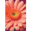 M11_Gyémántszemes_kirakó_-_Gerbera