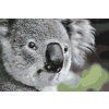 Festés számok szerint – Koala