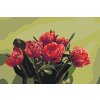 Festés számok szerint – Piros tulipáncsokor