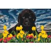 Festés számok szerint – Labrador kölyök
