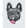 Festés számok szerint – Lógó nyelvű bulldog