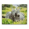 Gyémántszemes festmény – Szafaris zebrák