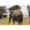 Festés számok szerint – Serengeti Nemzeti Park
