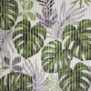monstera