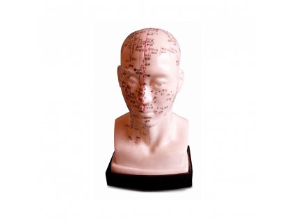 model-akupunkturnich-bodu-hlavy
