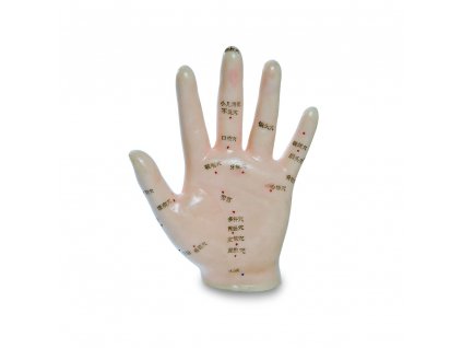 model-akupunkturnich-bodu-ruky