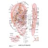 Anatomická mapa - Aurikuloterapie