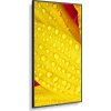SHARP/NEC LFD 43" MultiSync ME431, IPS,Signage, 3840x2160, 400nit, 8000:1, 8ms, 18/7, DP, HDMI, LAN, USB,