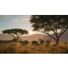ESD theHunter Call of the Wild Vurhonga Savanna