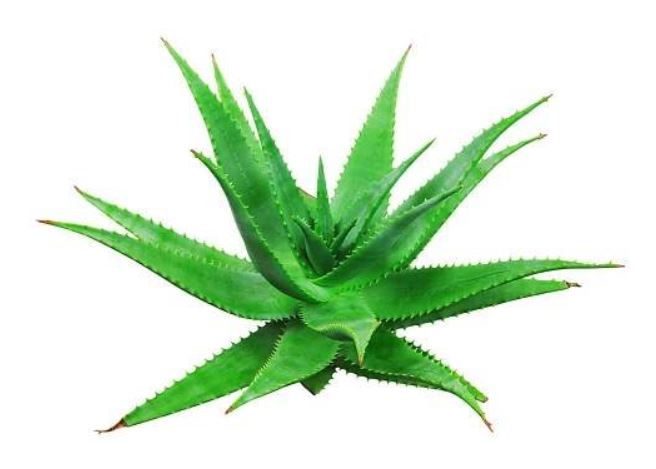 Aloe vera