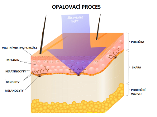 opalovaci-proces-s