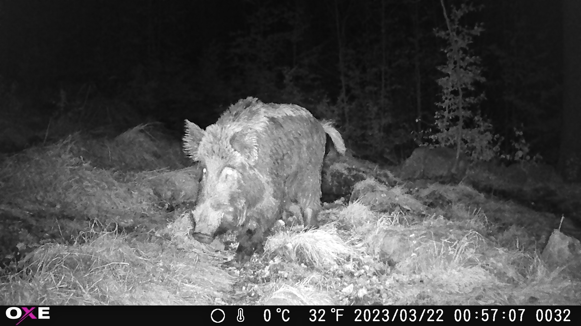 OXE-gepard-2-diviak_1.3.1