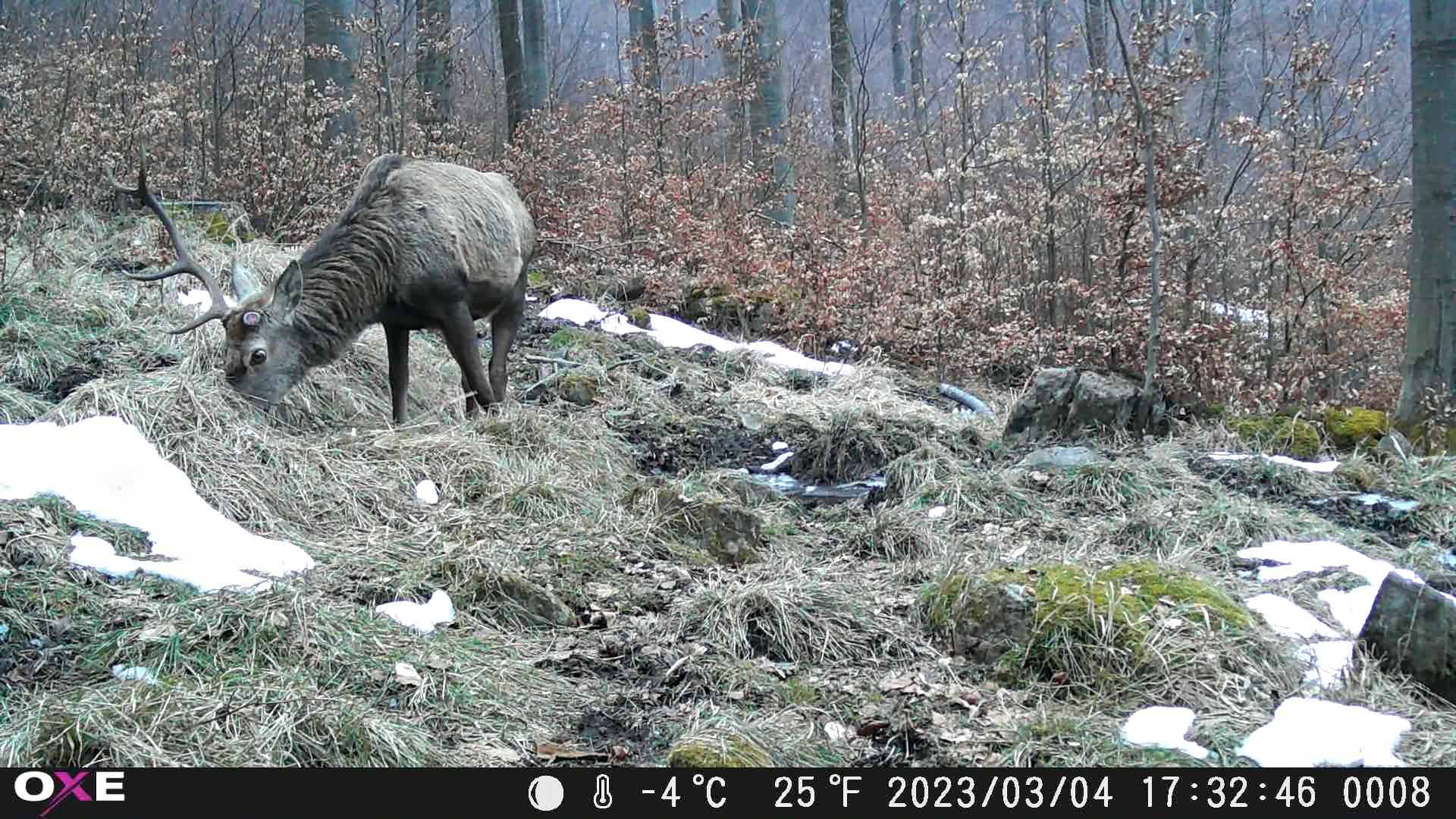 OXE-gepard-2-jelen_1.2.1