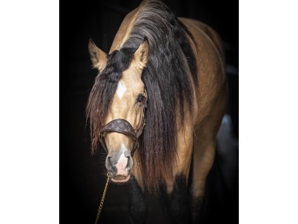 Luxusní ohlávka Classic