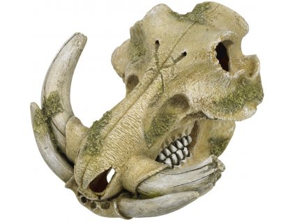 Nobby akvarijní dekorace Prase bradavičnaté lebka 19,3 x 19,5 x 12 cm