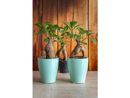 Ficus microcarpa Ginseng 'mini'