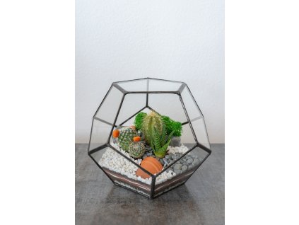 Sklenené geometrické terárium so sukulentom a kaktusmi Pentagem