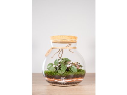 Rastlinne terárium Peperomia