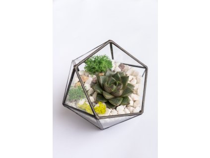Geometrické rastlinné terárium so sukulentom "Amber"