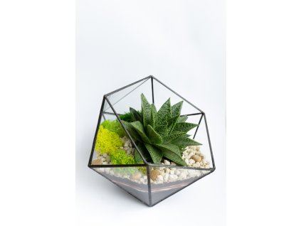 Geometrické rastlinné terárium so sukulentom "Amber" L