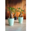 Ficus microcarpa Ginseng 'mini'