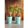Ficus microcarpa Ginseng 'mini'