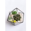 Geometrické rastlinné terárium so sukulentom "Amber"
