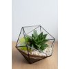Geometrické rastlinné terárium so sukulentom "Amber" L