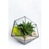 Geometrické rastlinné terárium so sukulentom "Amber" L