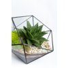 Geometrické rastlinné terárium so sukulentom "Amber" L