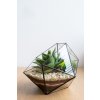 Geometrické rastlinné terárium so sukulentom "Amber" L