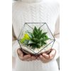 Geometrické rastlinné terárium so sukulentom "Amber" L