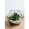 Geometrické rastlinné terárium so sukulentom "Amber" L