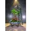 Rastlinné terárium Ficus Crystal