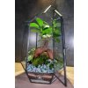 Rastlinné terárium Ficus Crystal