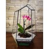 Rastlinné terárium s Orchideou