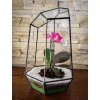 Rastlinné terárium s Orchideou