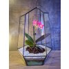 Rastlinné terárium s Orchideou