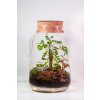 Rastlinné terárium vo fľaši Arália
