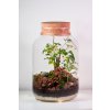 Rastlinné terárium vo fľaši Arália