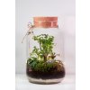Rastlinné terárium vo fľaši Arália