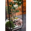 Rastlinné terárium Bonsaj