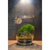 Rastlinné terárium Asparagus