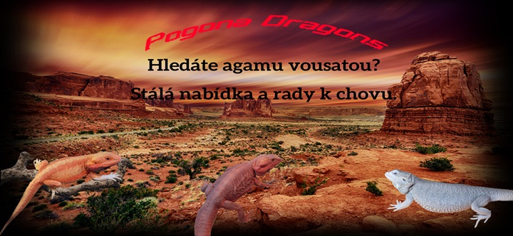 PogonaDragons