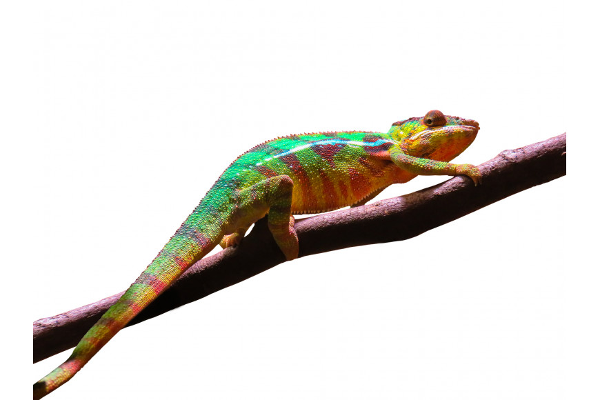 Jak vybrat osvětlení pro chameleona