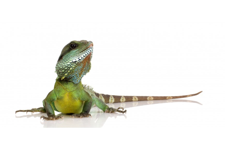 Plazi chovaní v zajetí potřebují dostatek světla